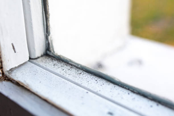 Best Environmental Consulting for Mold Prevention  in Sleepy Hollow, WY