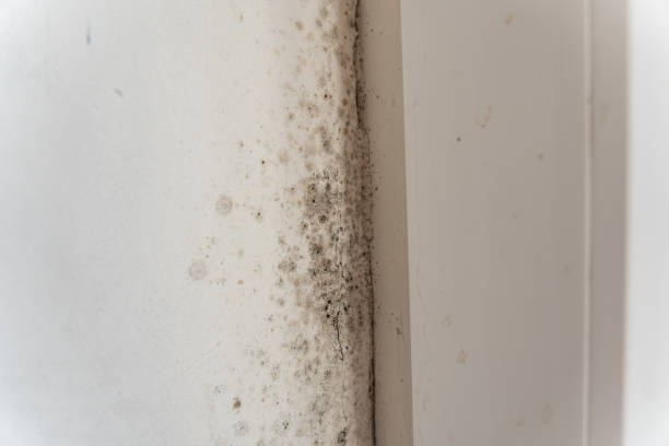 Best Comprehensive Air Testing for Mold Contaminants  in Sleepy Hollow, WY